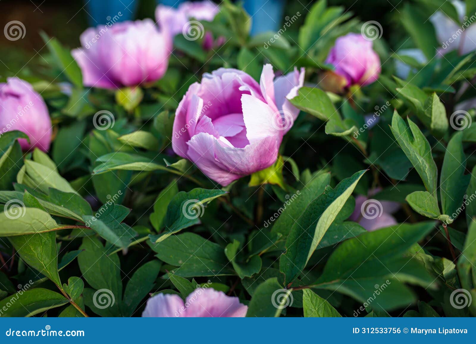 beautiful peony flowers in garden, closeup. nature background