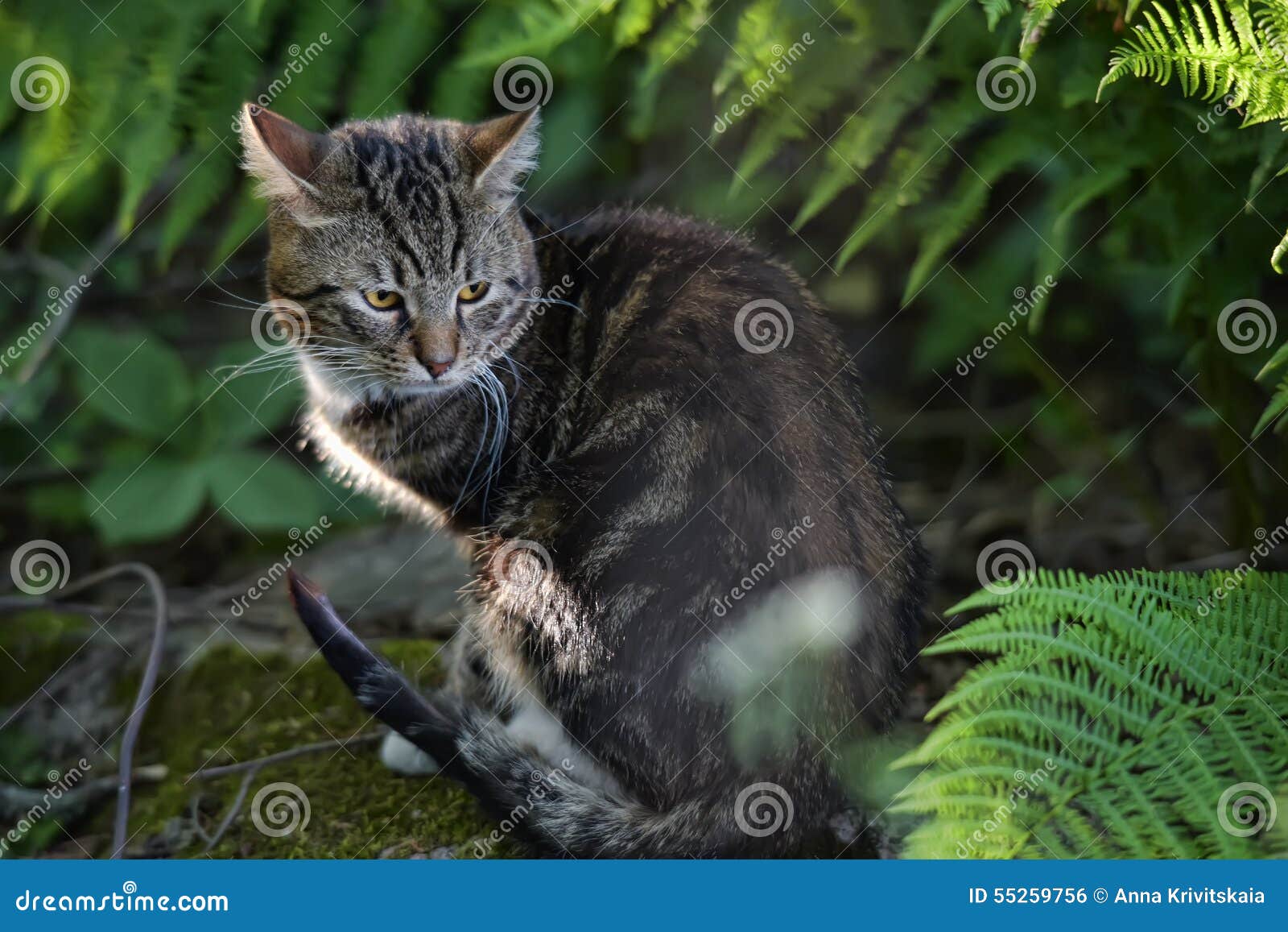 Beautiful pet cat on a background of fern