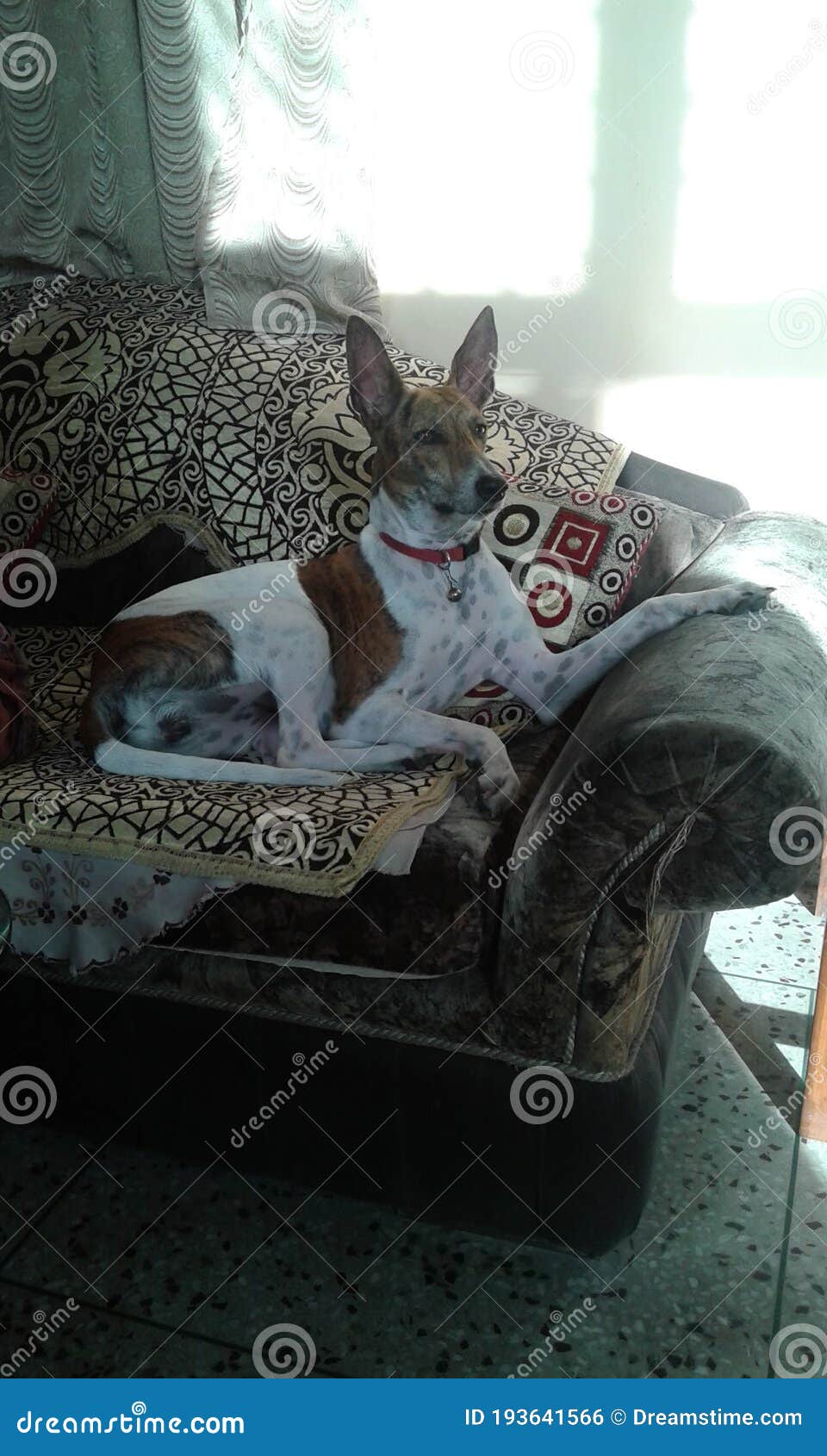 Beautiful pet sit in sofa stock photo. Image of sparklingeyepet 193641566