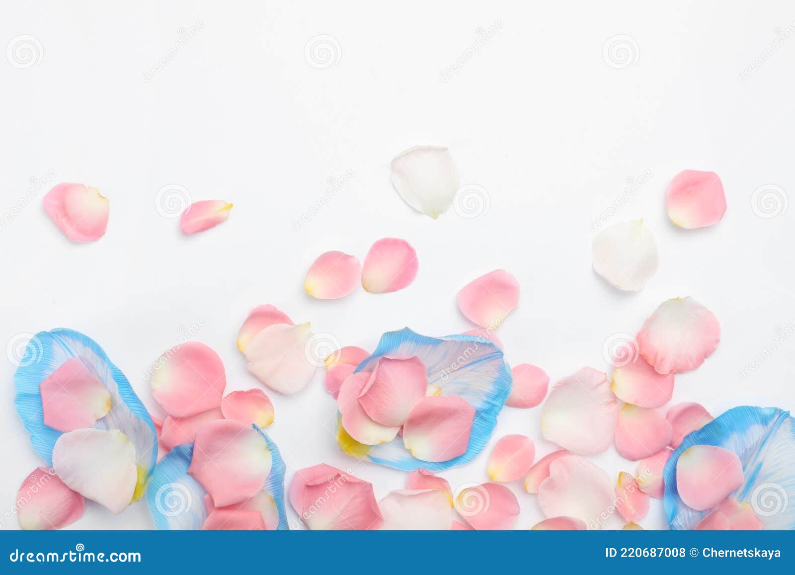 Beautiful Petals on White Background, Flat Lay Stock Photo Image of