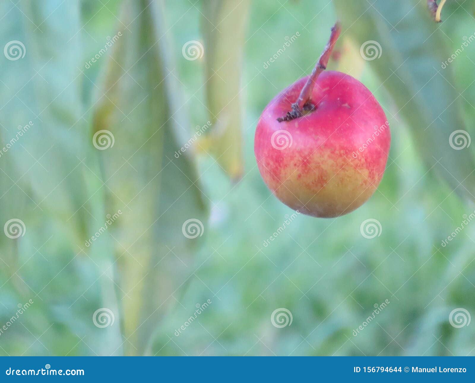 beautiful photo of apple in the mature plant delicious