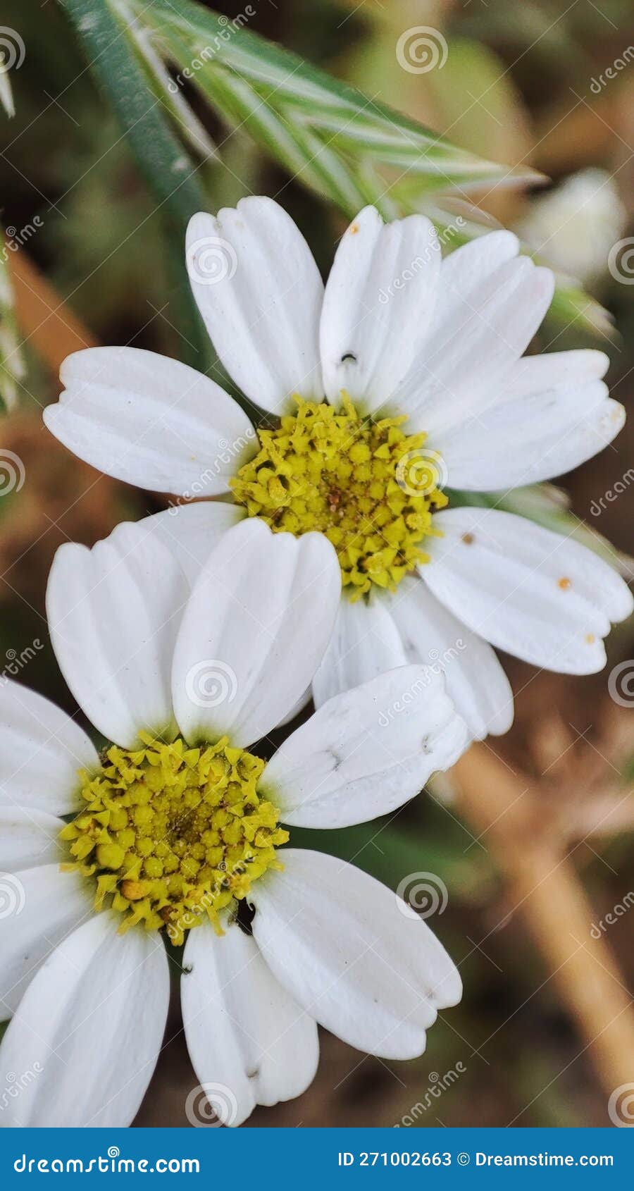 a macro view of anacyclus clavatus flowers
