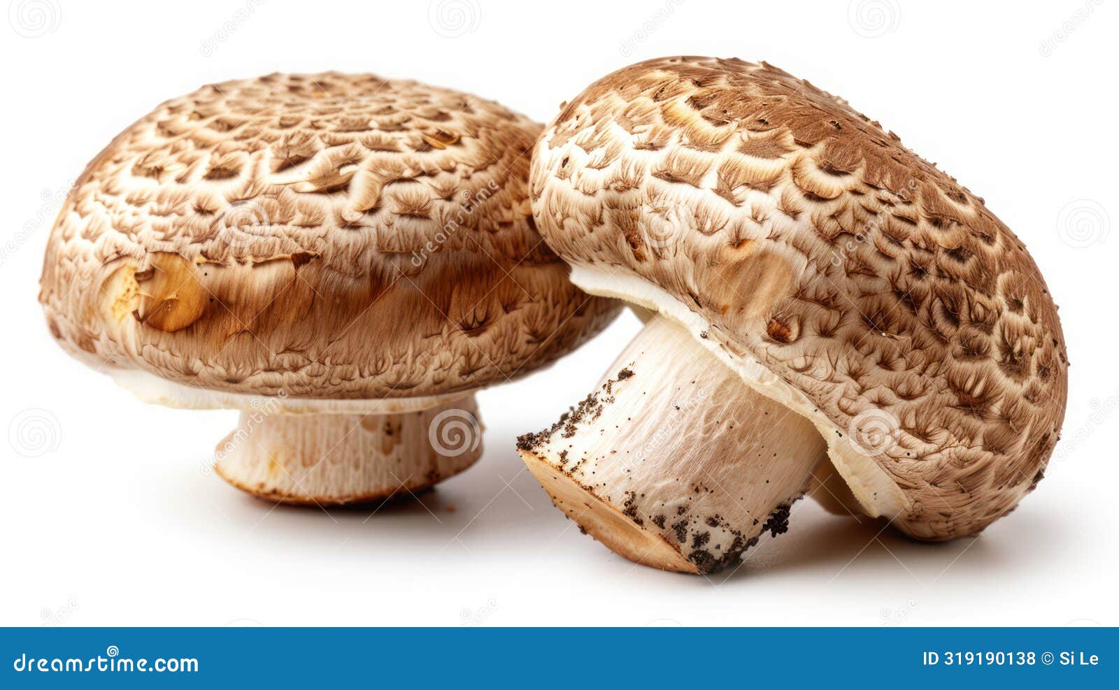 pair of mushrooms in natural setting