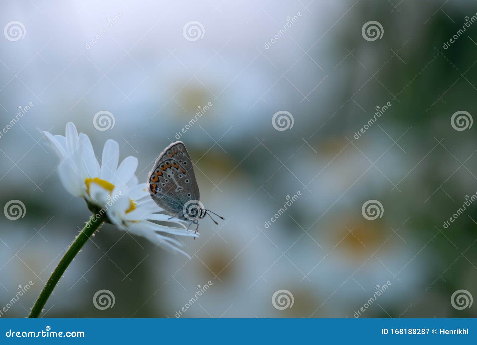 eranium argus, eumedonia eumedon resting on oxeye daisy