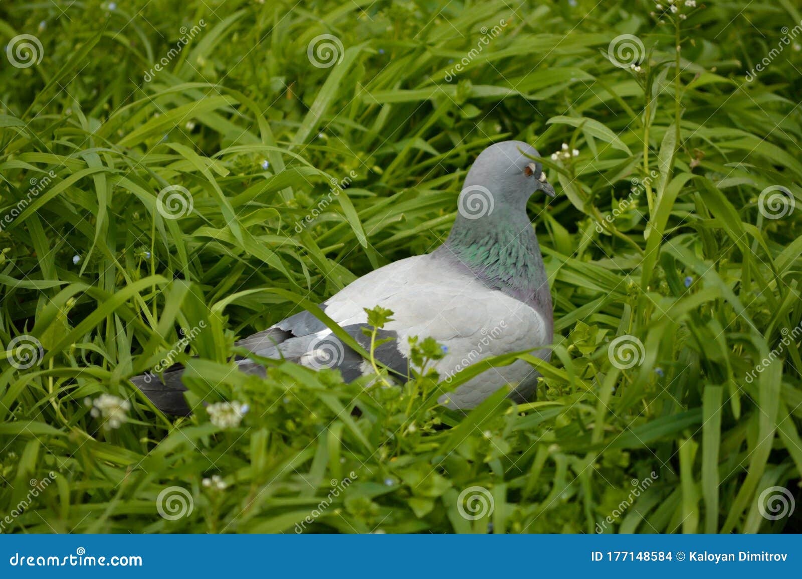 Beautiful Photo of a Pigeon. an Incredible Bird. Amazing Background. Stock Photo - Image of background, culver: 177148584 Beautiful Photo of a Pigeon. an Incredible Bird. Amazing Background. Stock Photo - Image of background, culver: 177148584