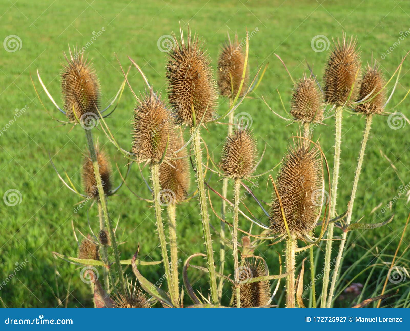 beautiful photo of thistles with dry skewers