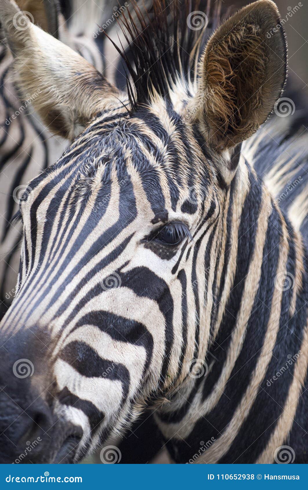 Beautiful Photo of Wild Zebras in the Forest Stock Photo Image of