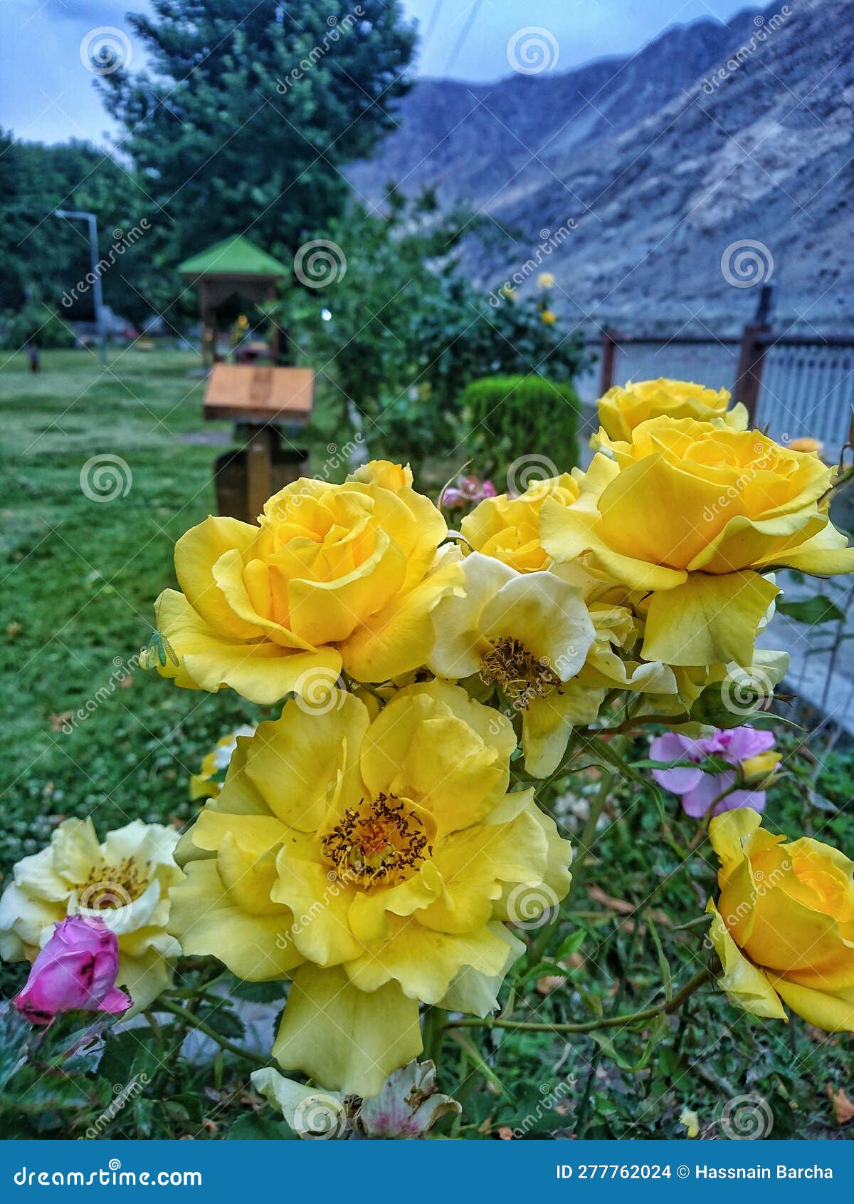 beautiful photo of yellow flowers in park, green trees and mountain in background partiality blurred