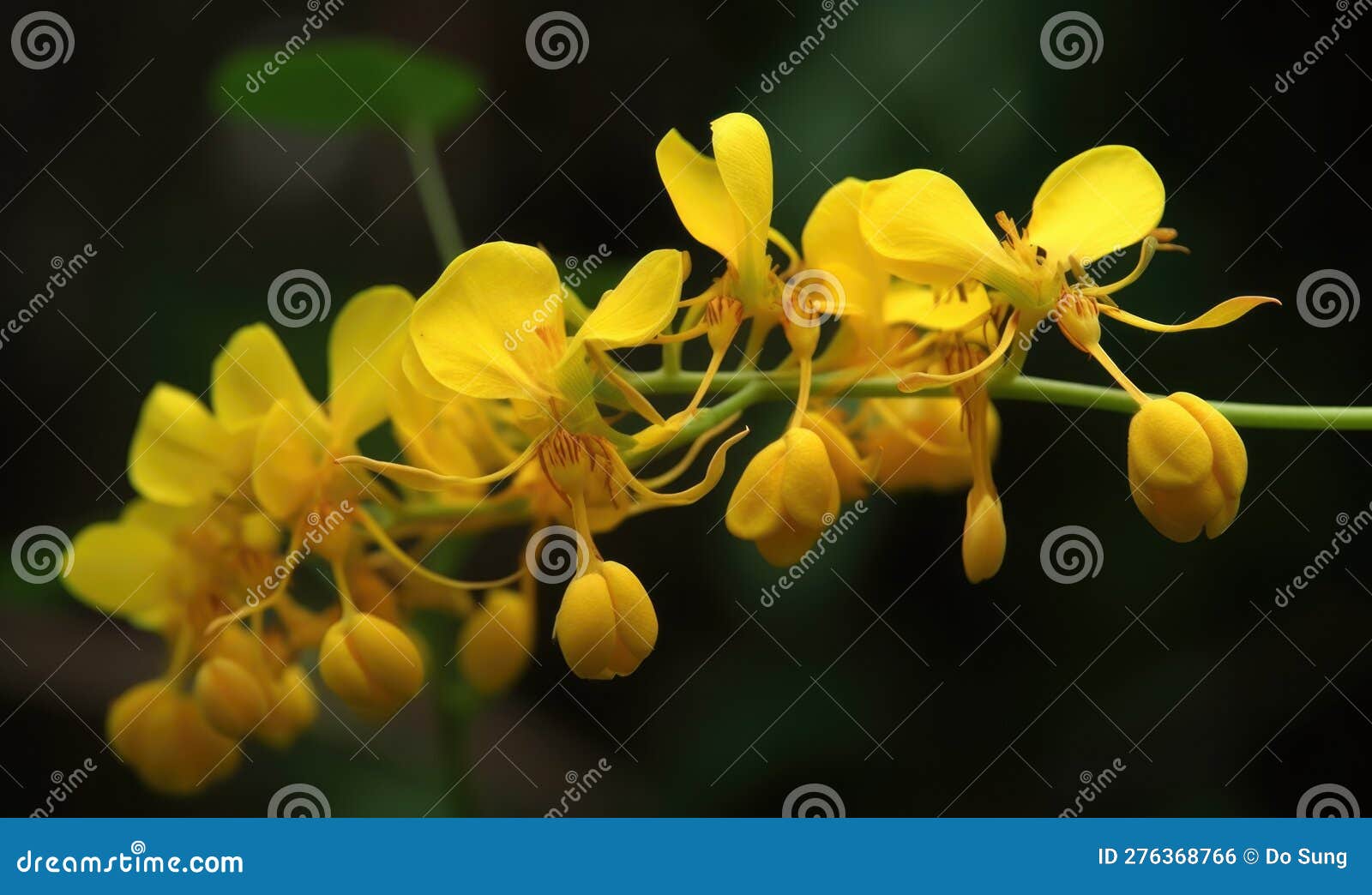 a beautiful photograph of cassia fistula flower