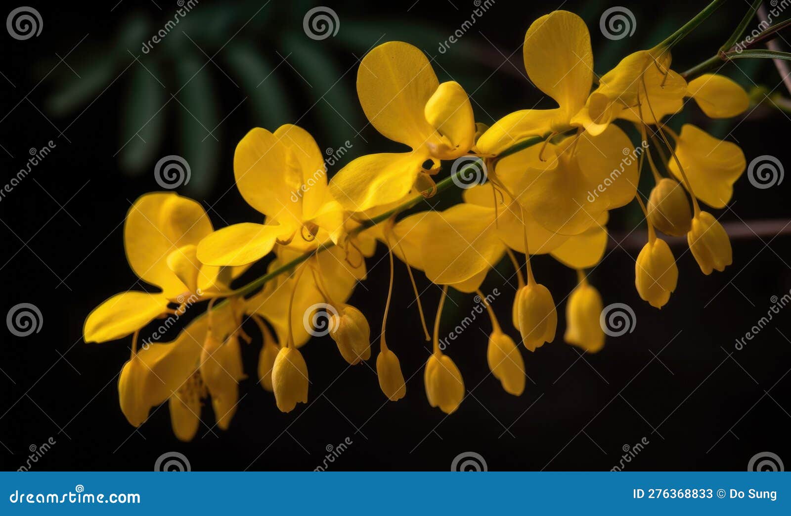 a beautiful photograph of cassia fistula flower