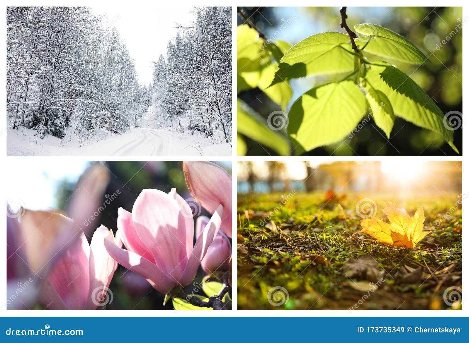 Beautiful Photos of Nature. Four Seasons Collage Stock Image - Image of