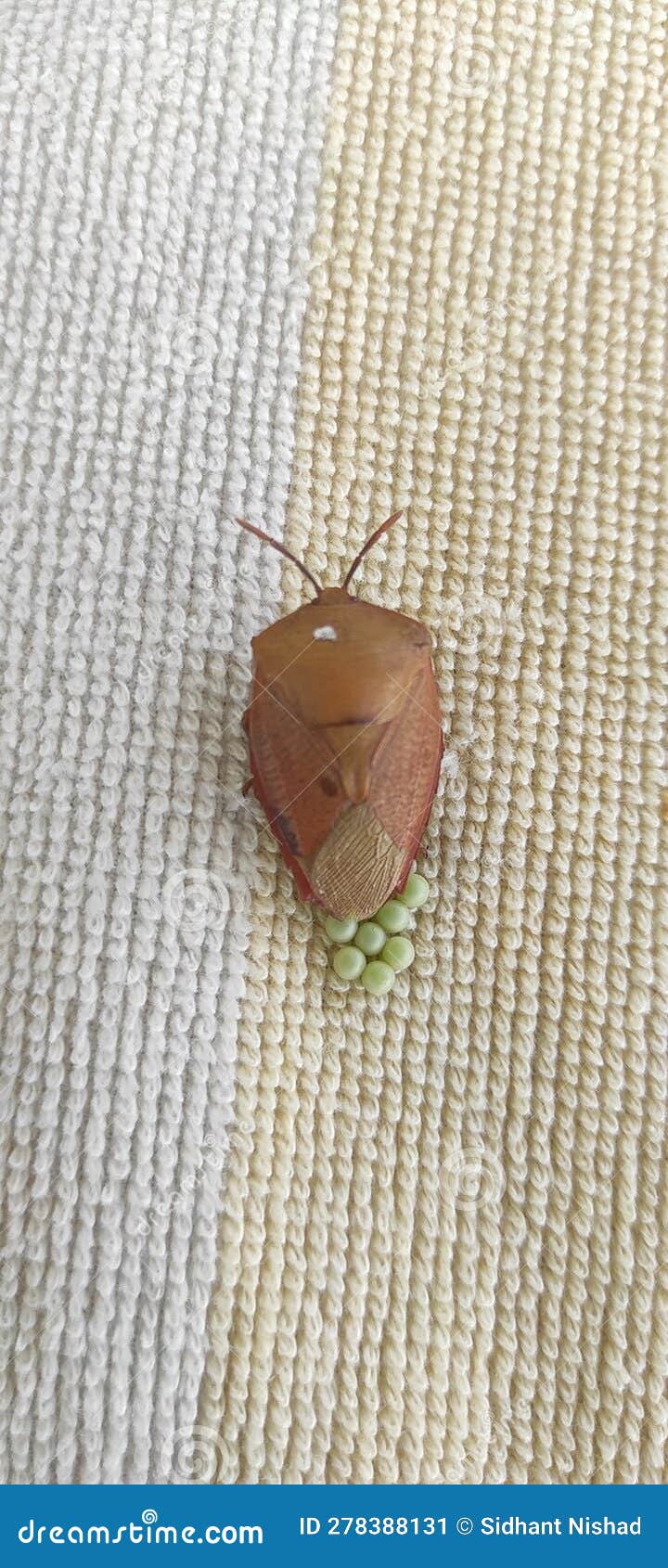 Beautiful Picture of Beetle Insect Laying Egg Stock Image Image of