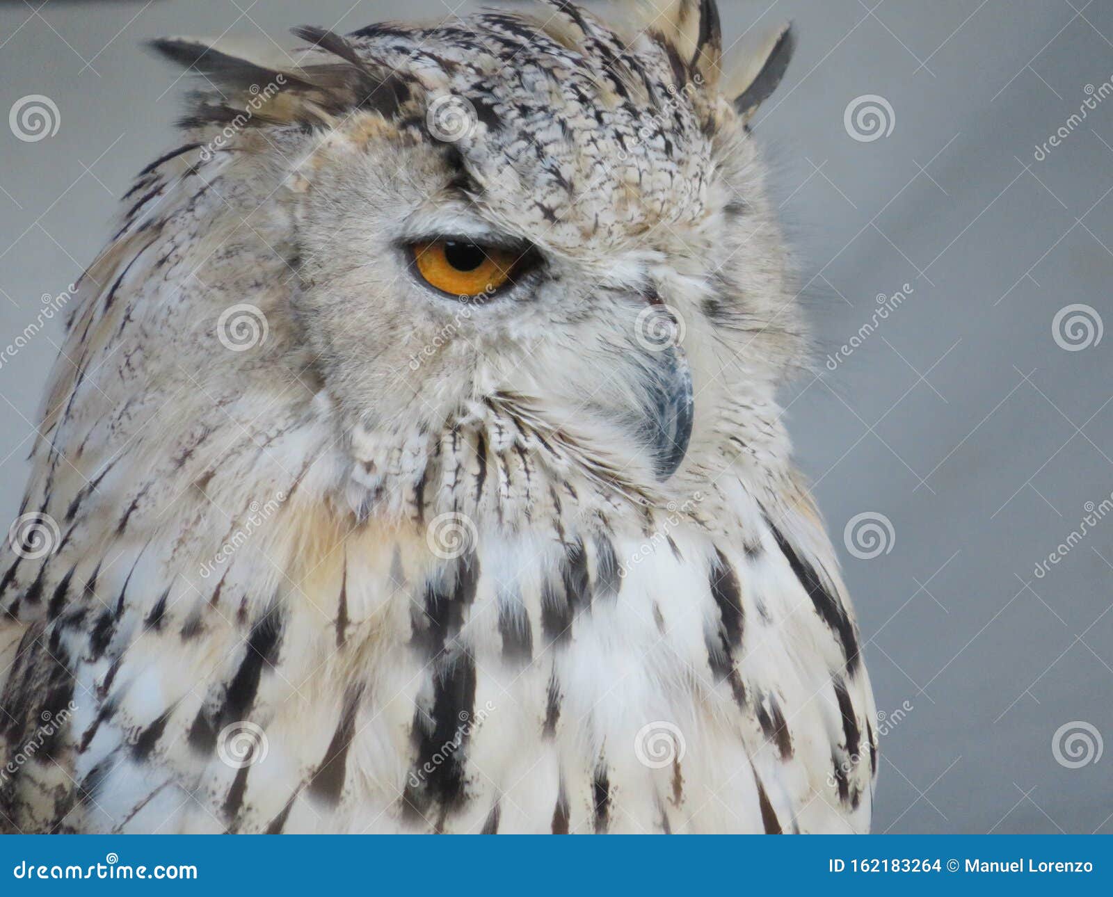 beautiful picture of birds of prey of great size and penetrating stare