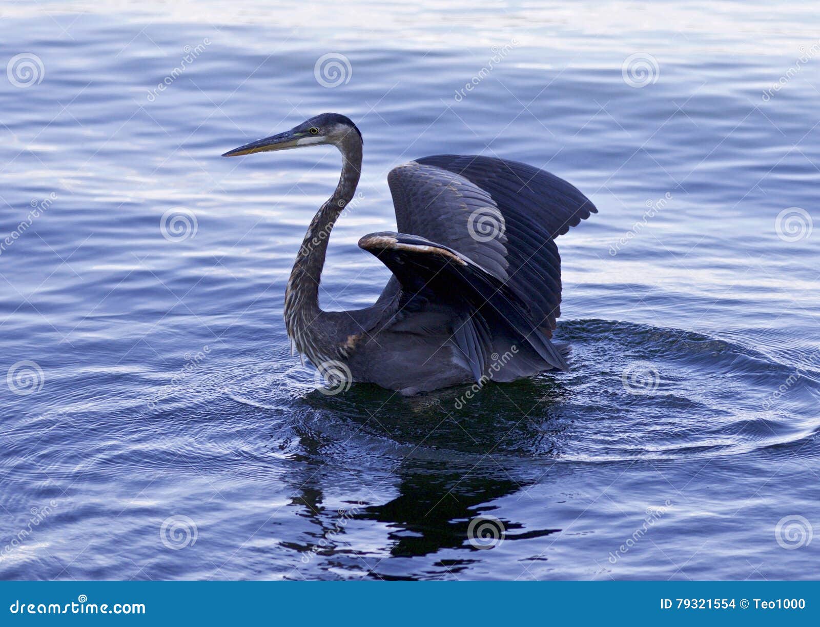 Great Blue Heron Swimming