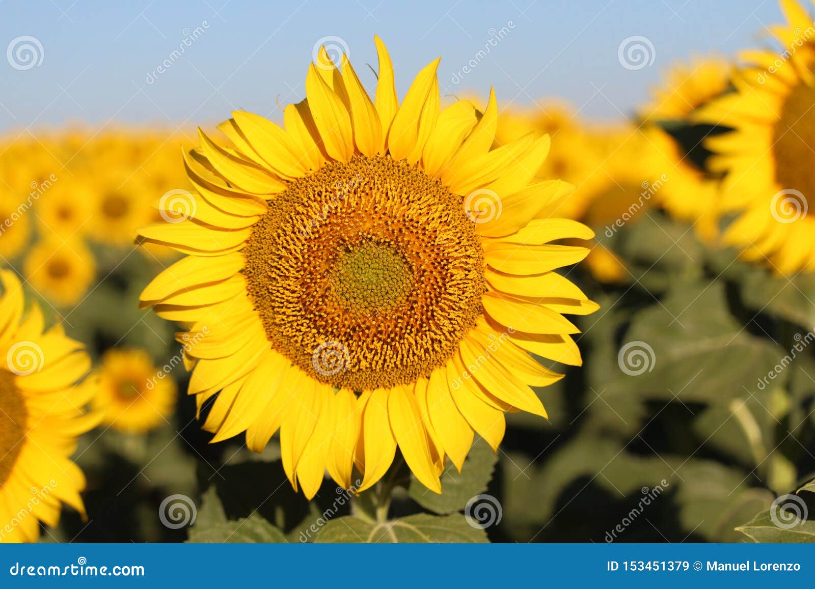 beautiful picture of sunflowers and soaking up the sun in the field