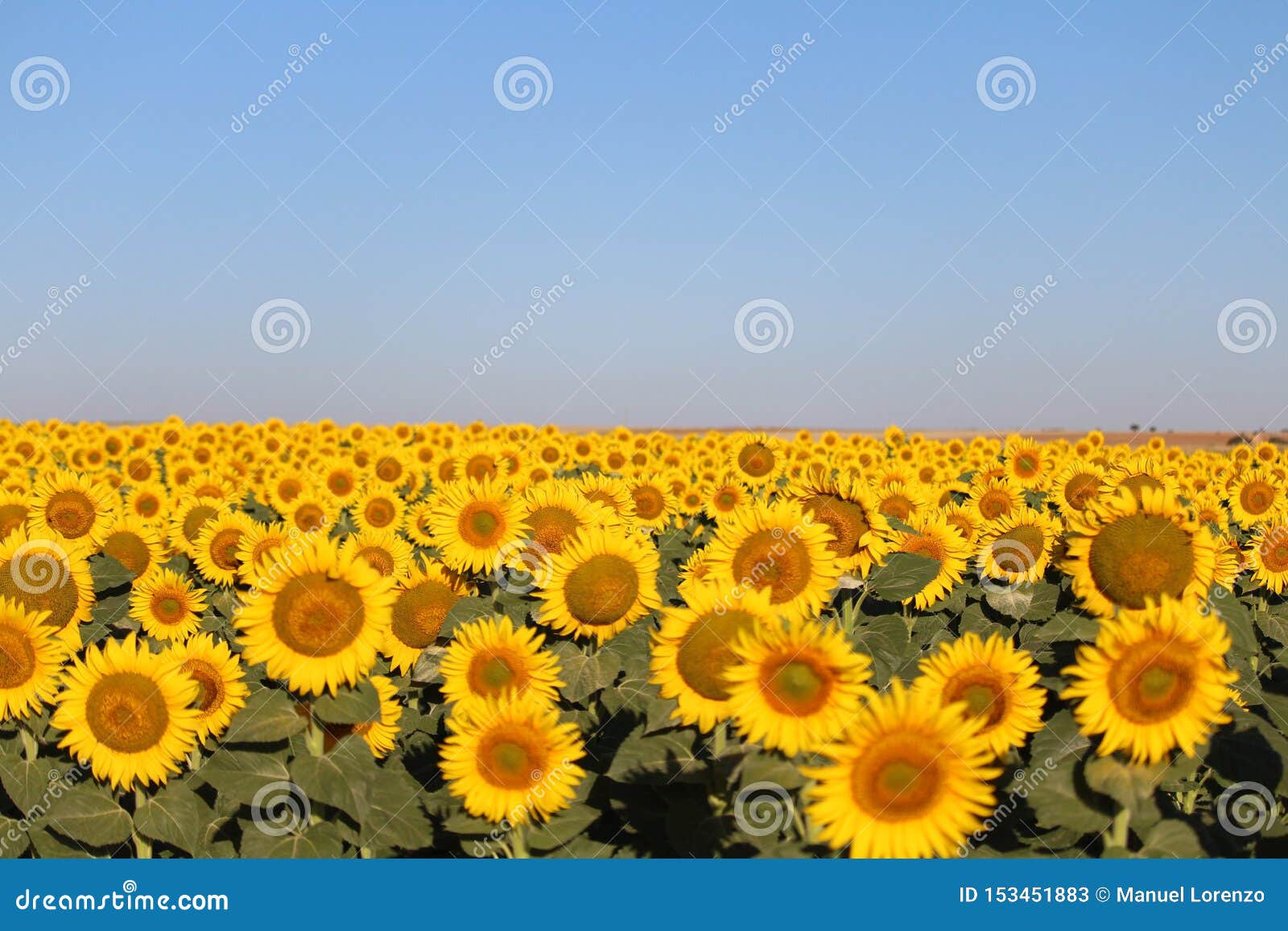 beautiful picture of sunflowers and soaking up the sun in the field