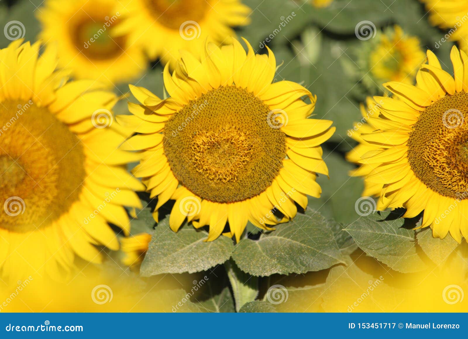 beautiful picture of sunflowers and soaking up the sun in the field