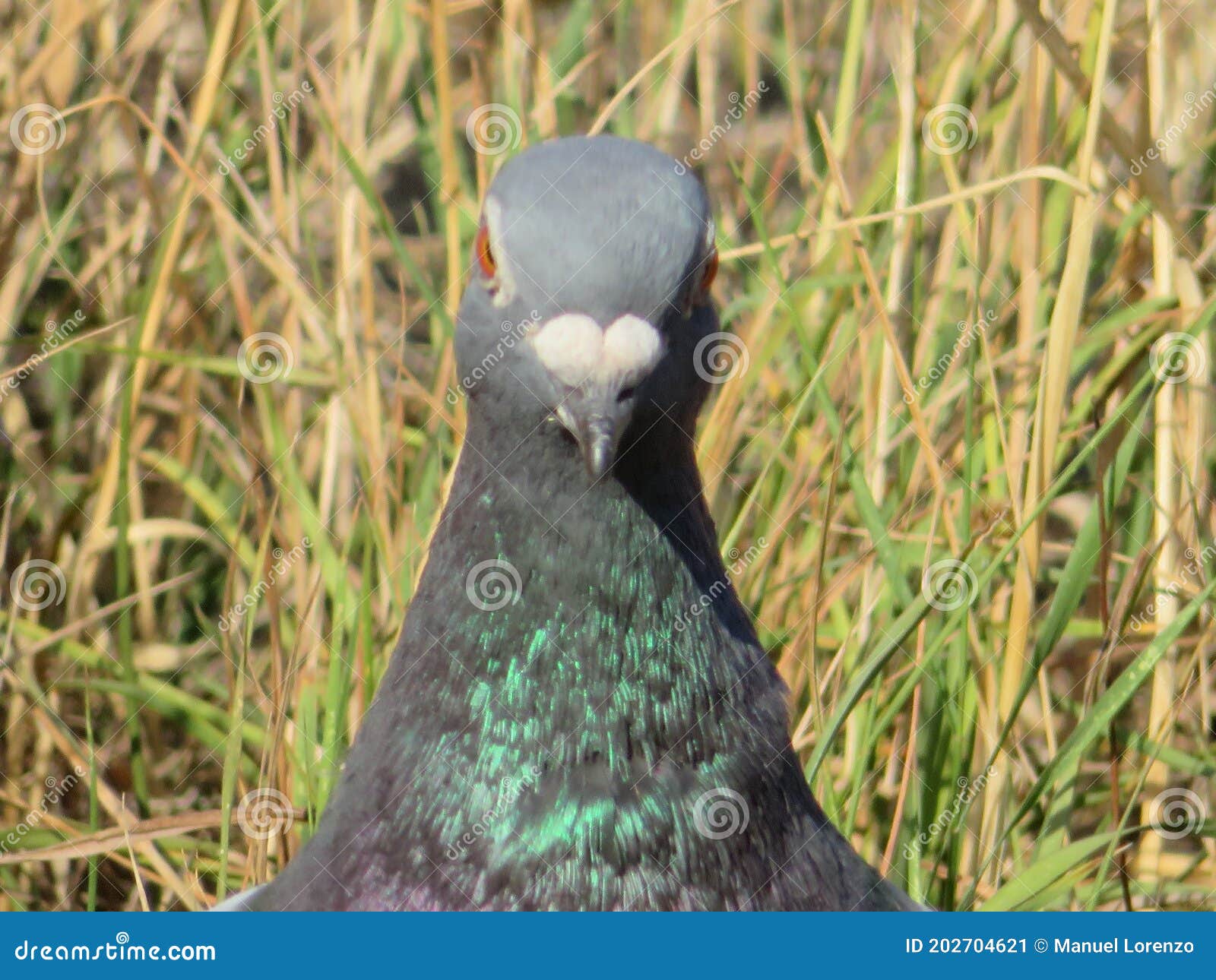 beautiful pigeon posing for photo with intense colors