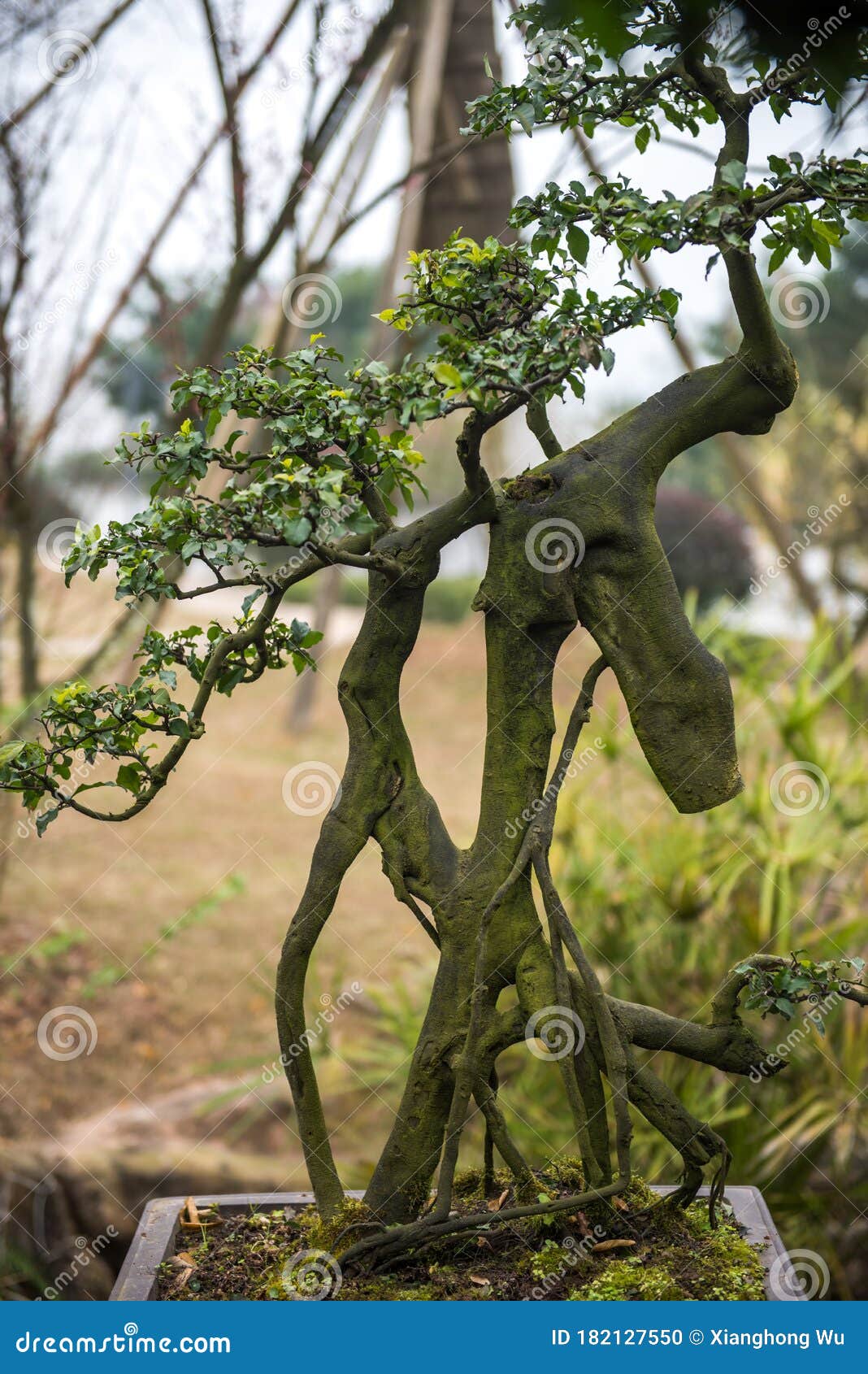 a beautiful pile head bonsai modeling