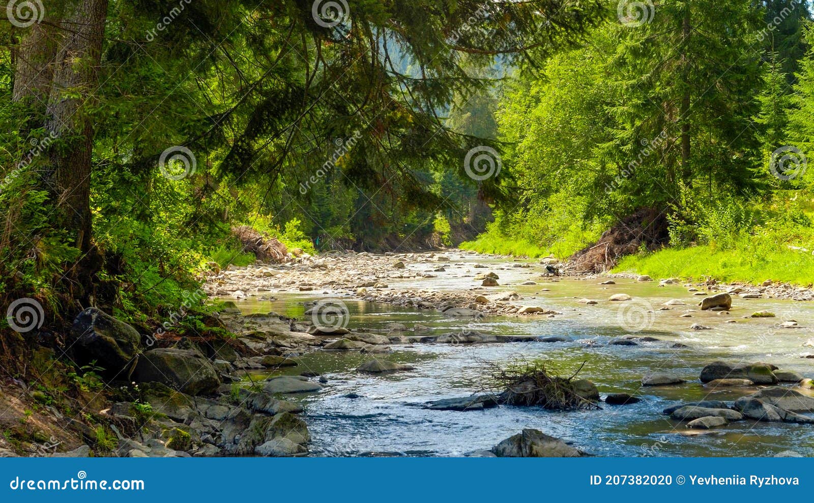 beautiful pine forest and calm river in the high moutnains in europe