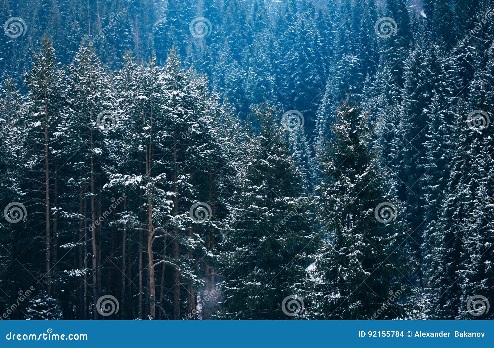 beautiful pine forest mountain slopes color toning