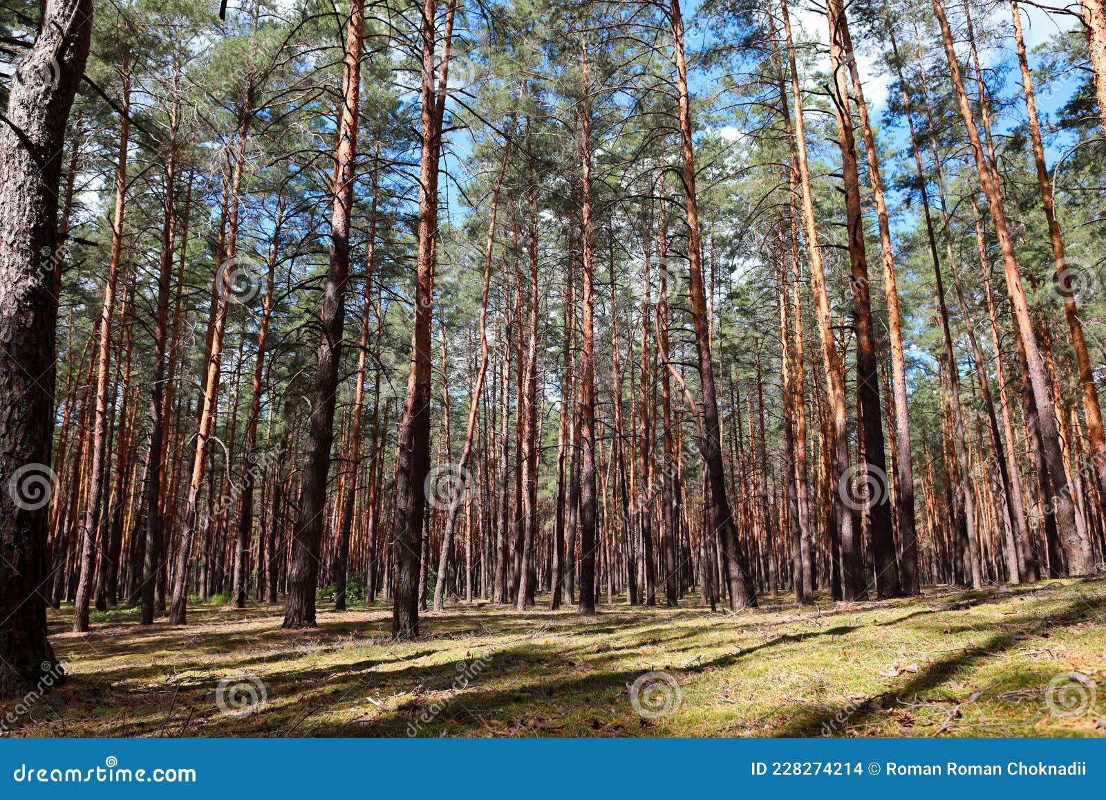 Beautiful Pine Forest Smooth Pillars Trees Grow in Rows Stock Photo