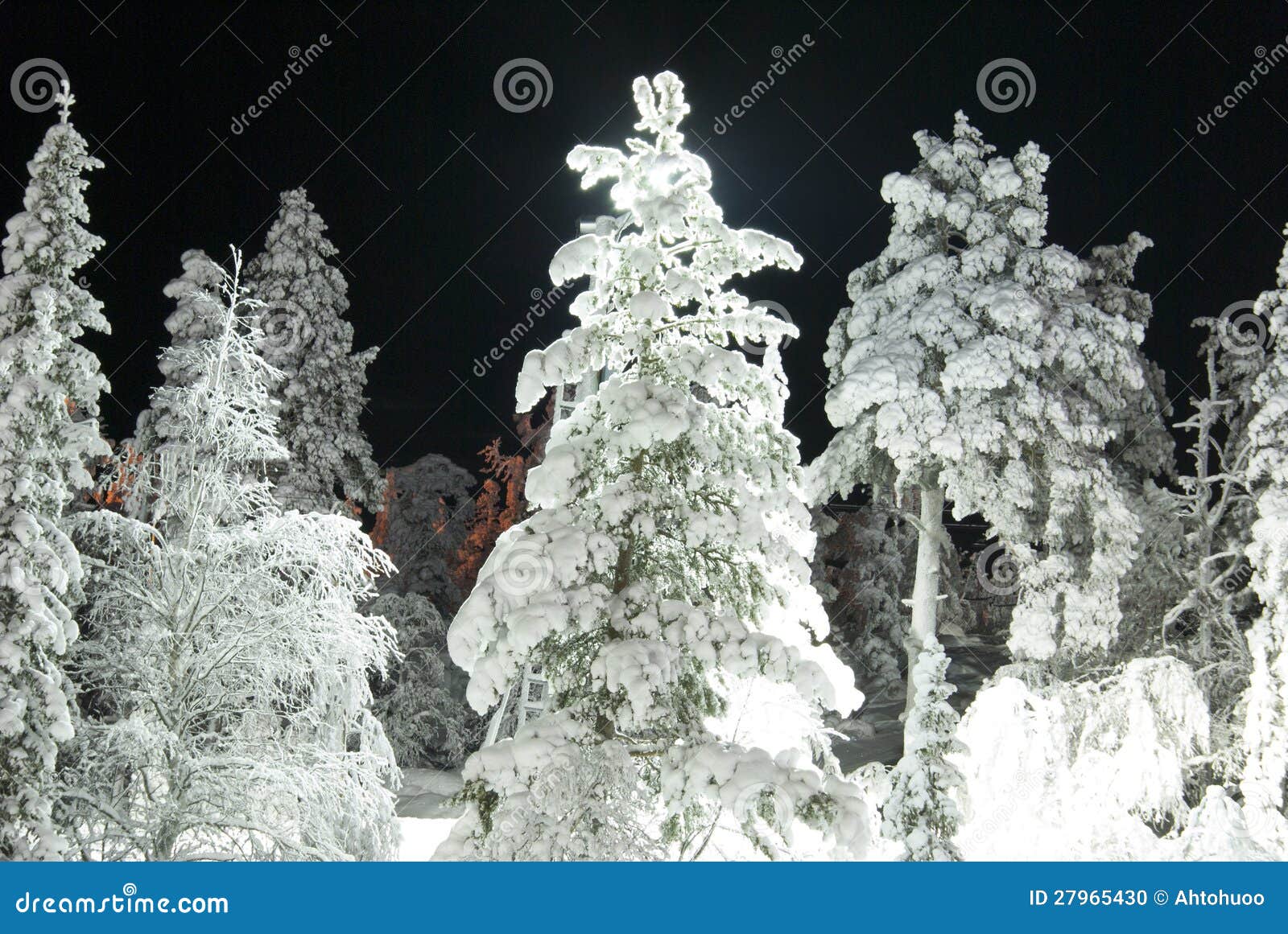 A Beautiful Pine Tree Shot at Night. Stock Photo Image of shape