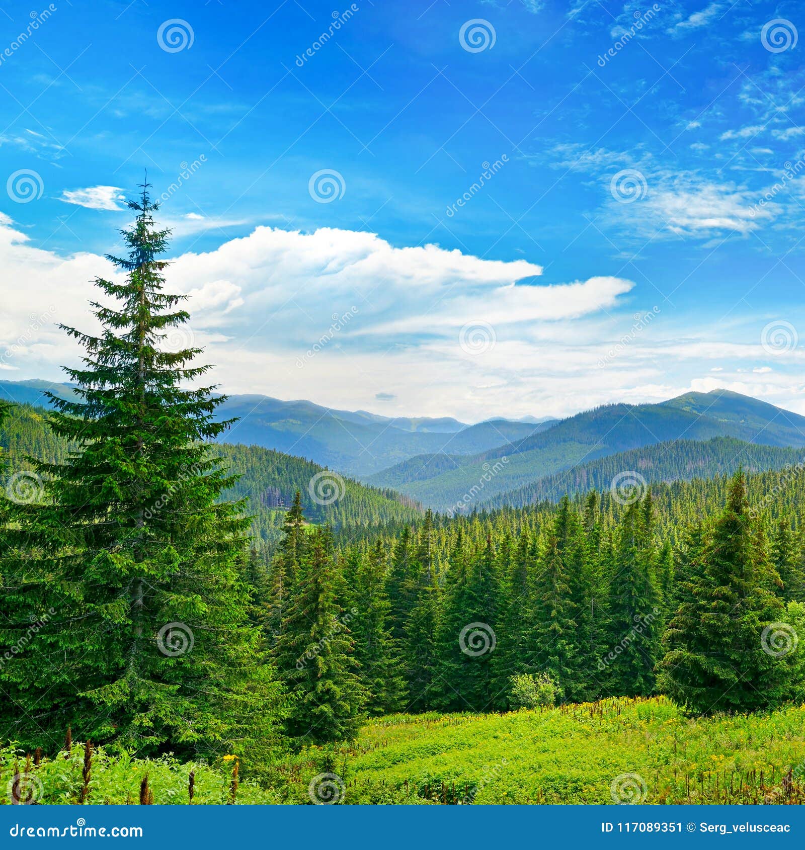 Beautiful Pine Trees on Background High Mountains. Stock Image - Image