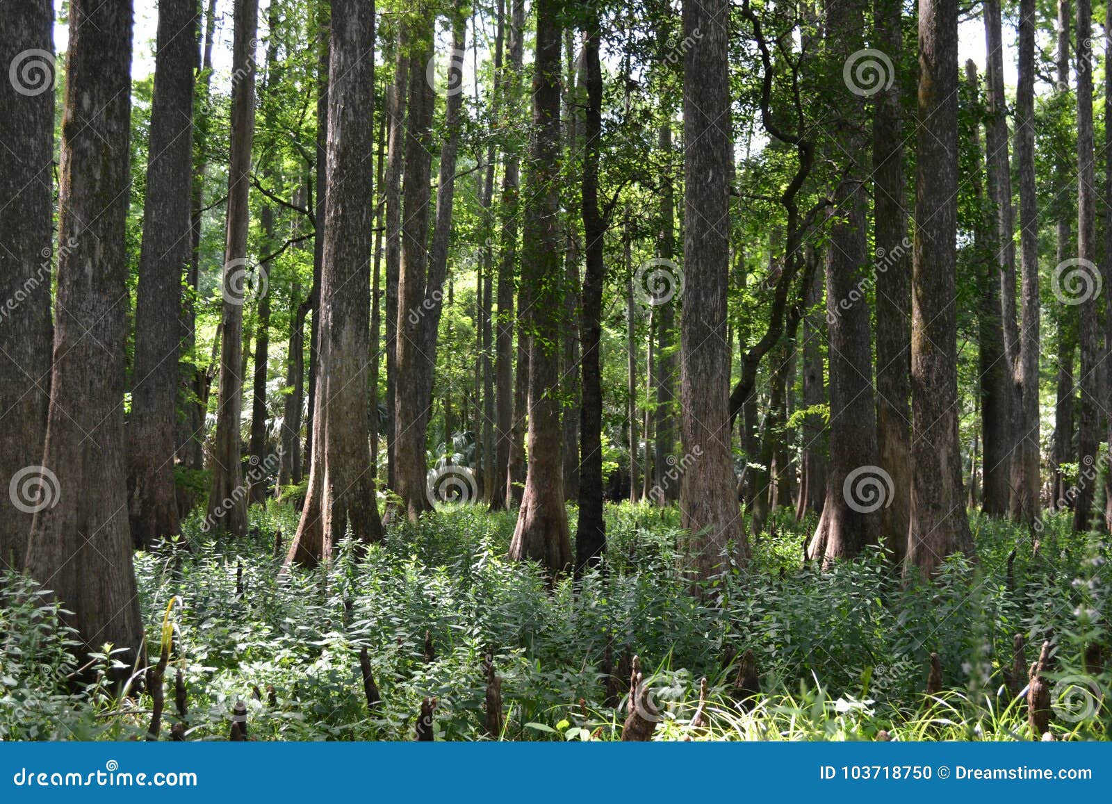 Florida Pine Trees stock photo. Image of tall, forest 103718750