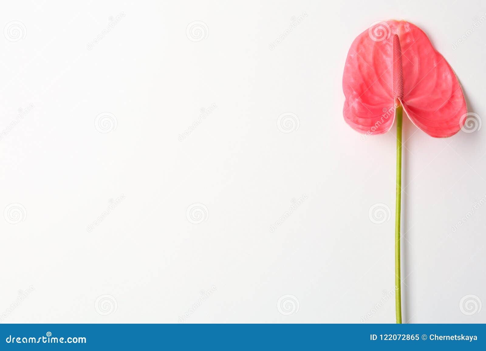 Beautiful Pink Anthurium Flower Stock Image - Image of foliage, natural ...