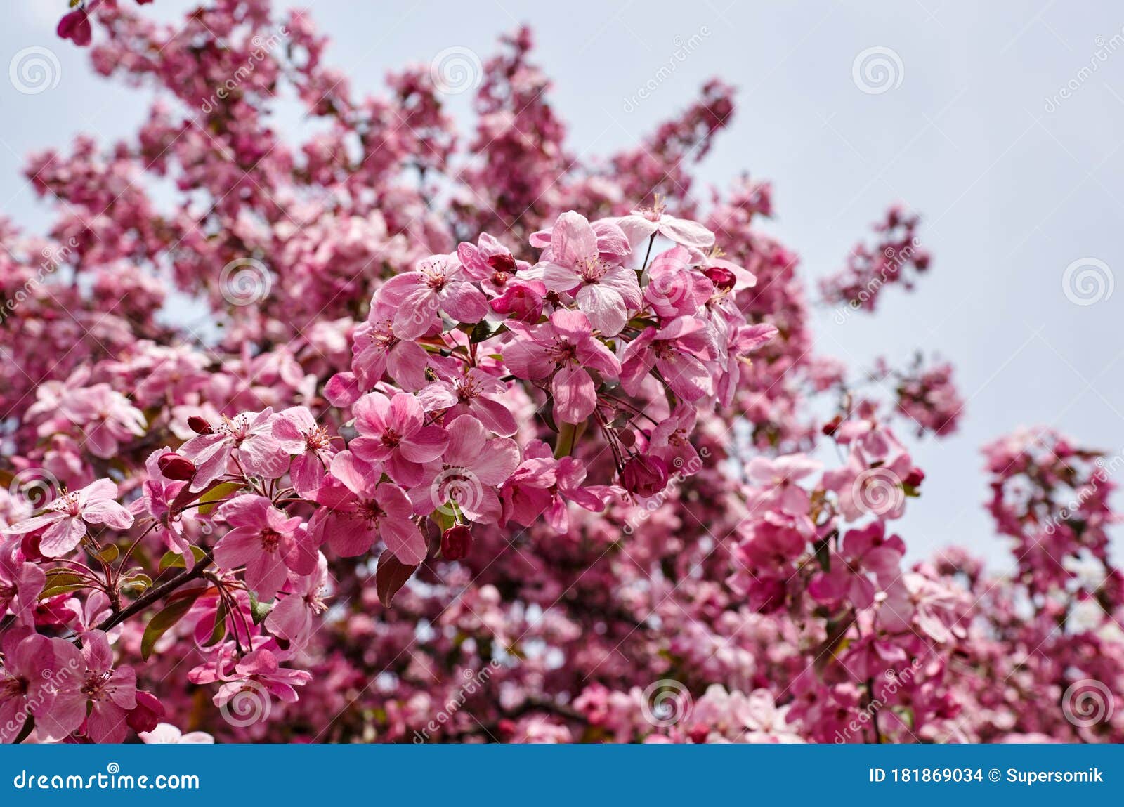 Beautiful Pink Apple Blossom Flowering Apple Tree Fresh Spring Background On Nature Outdoors Stock Photo Image Of Detail Floral Beautiful Pink Apple Blossom Flowering Apple Tree Fresh Spring Background On Nature Outdoors Stock Photo Image Of Detail Floral