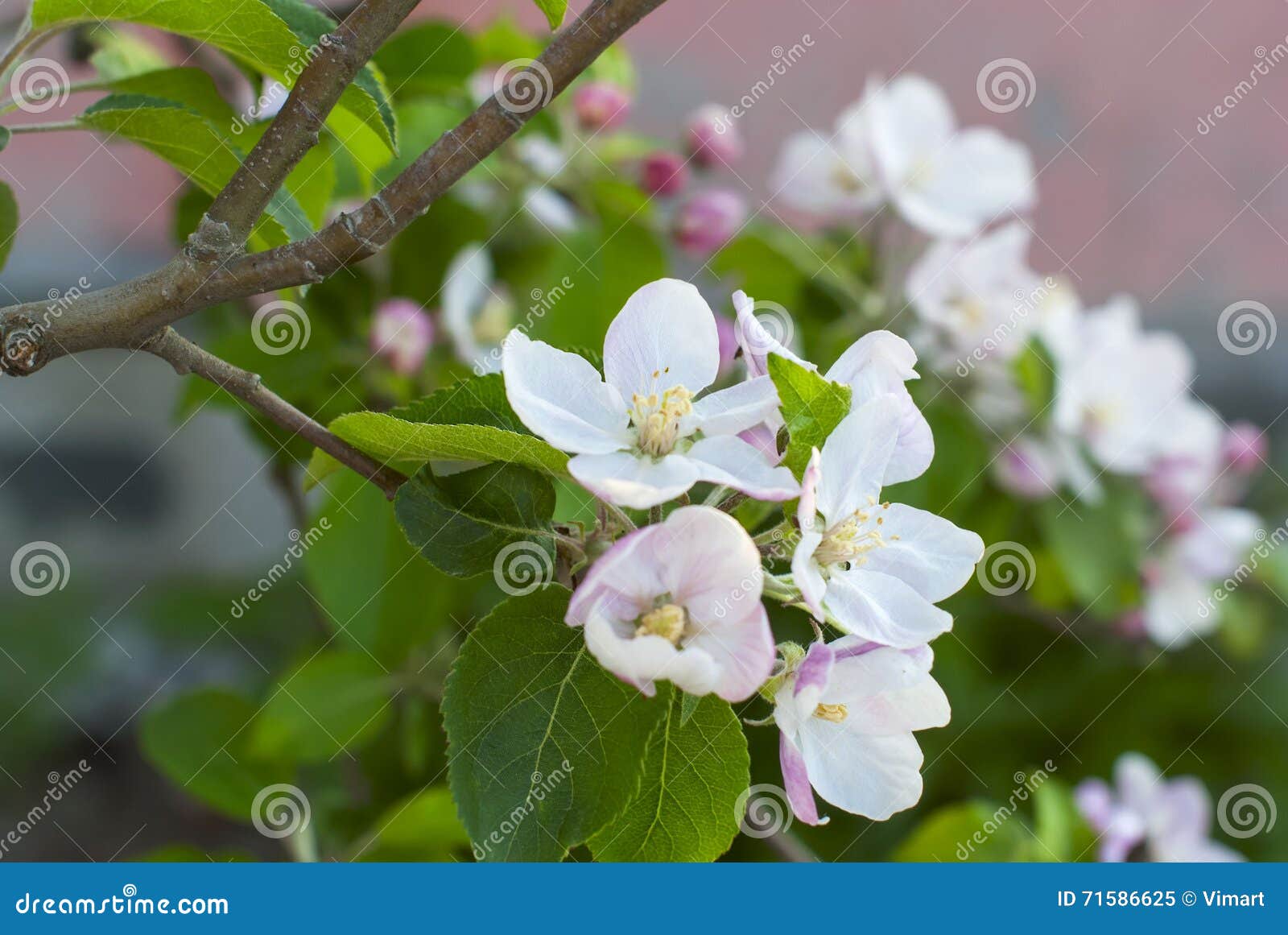 beautiful pink apple flowers in close up