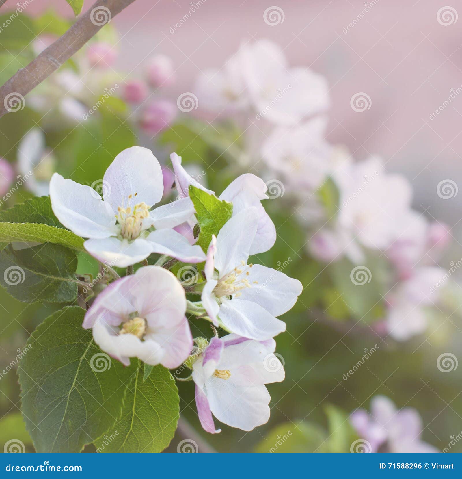 beautiful pink apple flowers in close up