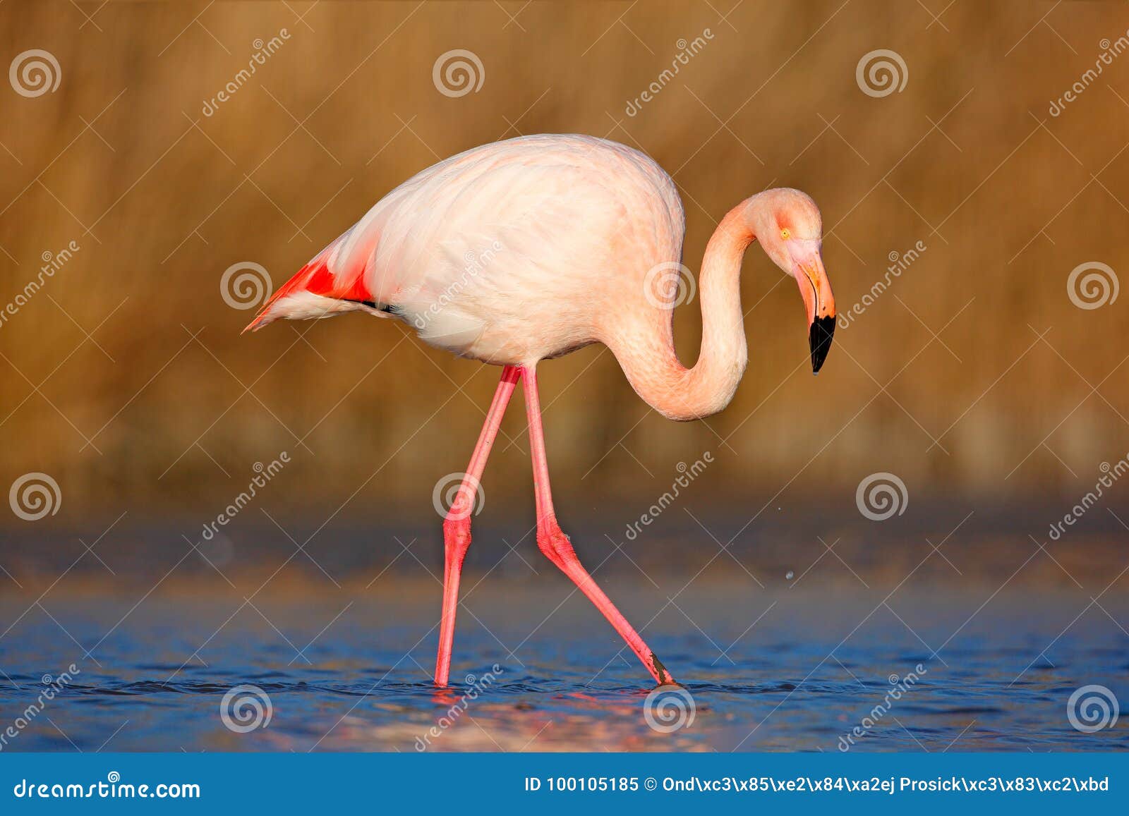 beautiful pink bird in the water. greater flamingo, phoenicopterus ruber, nice pink big bird, head in the water, animal in the nat