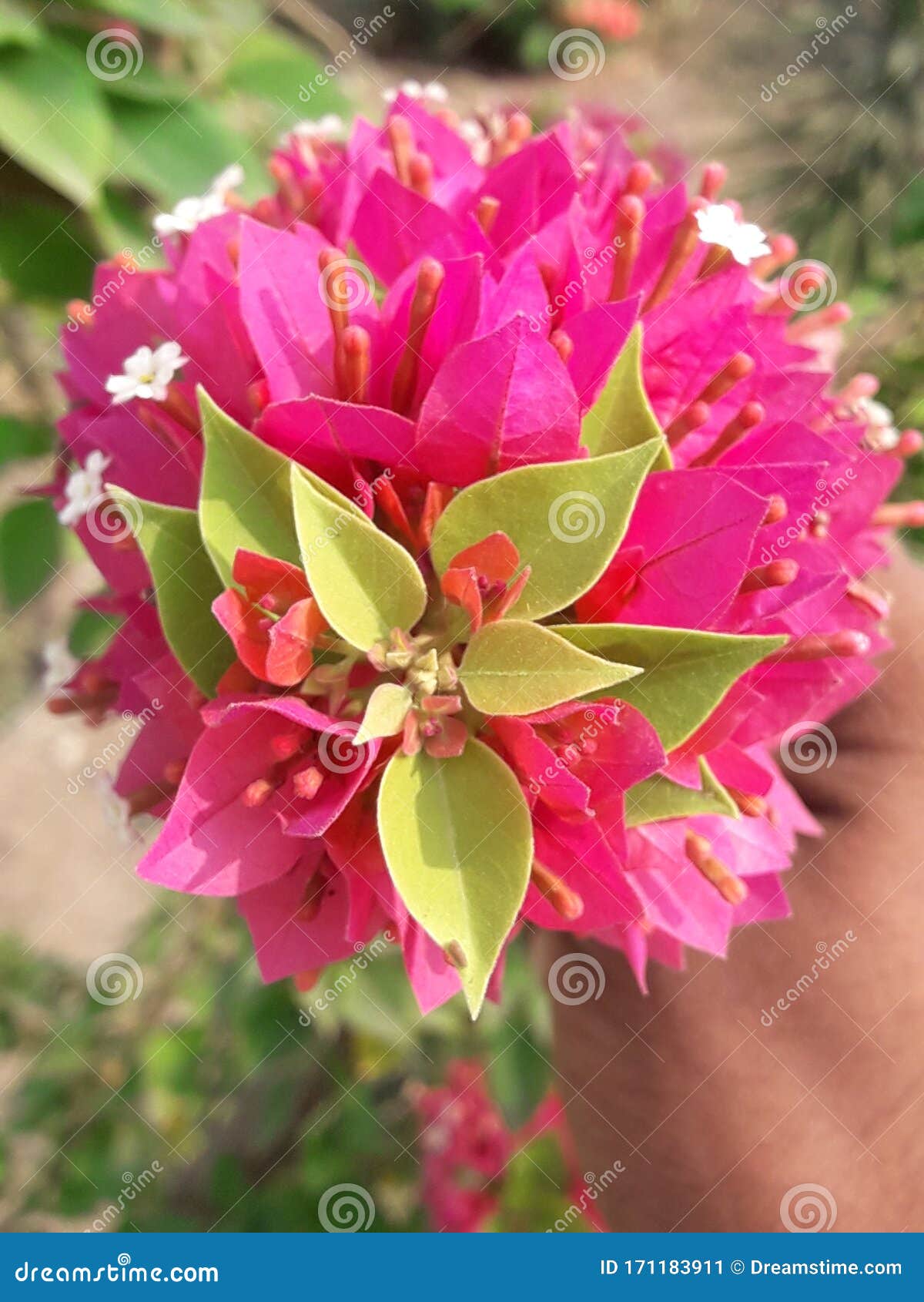 it is a beautiful pink bougainvilea  -  image