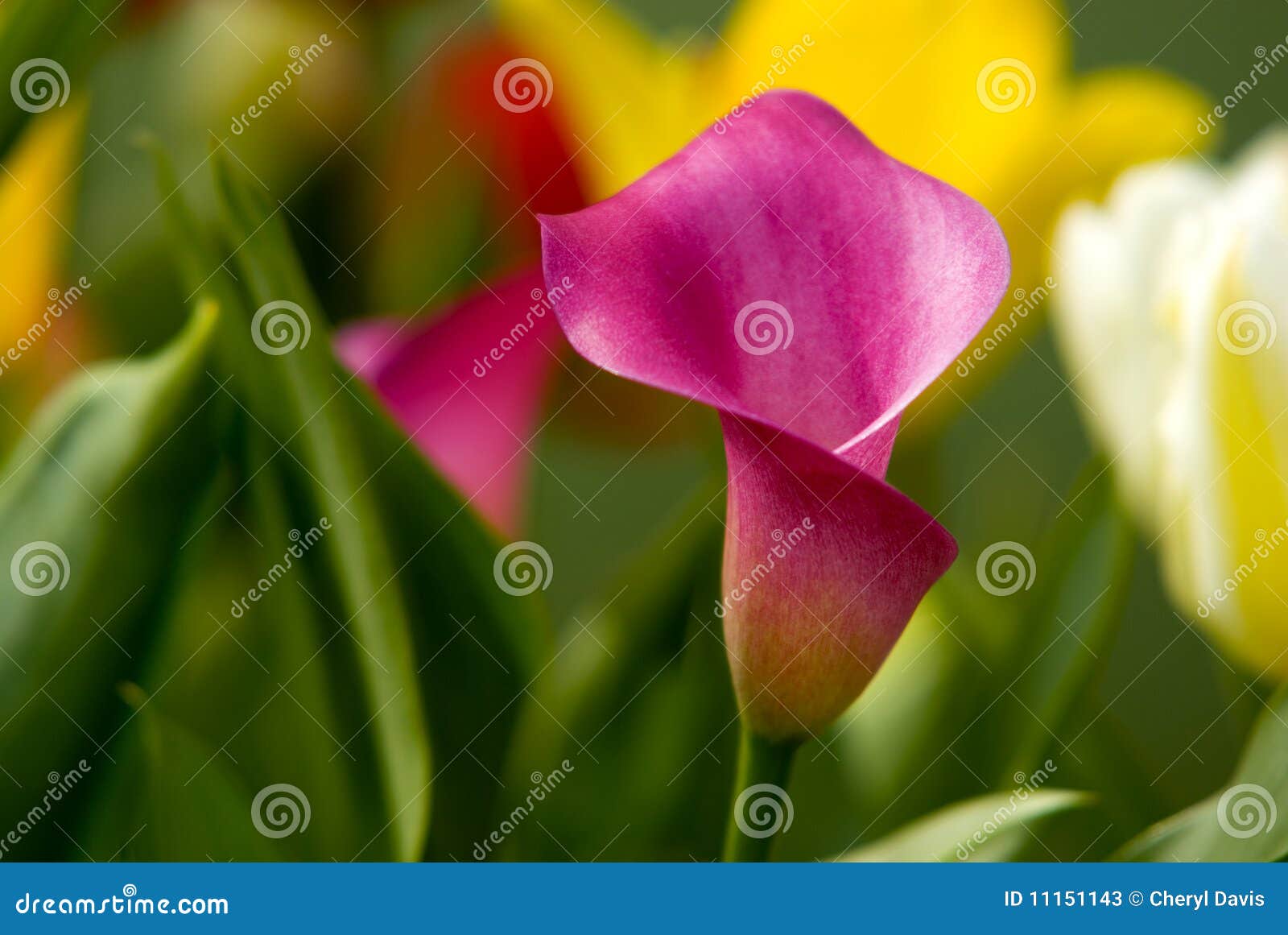 Beautiful Pink Calla Lily stock image. Image of pink - 11151143