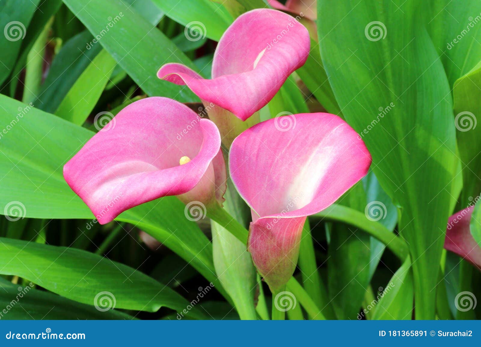 Beautiful Pink Calla Lily Flower Natural Background Stock Image - Image ...