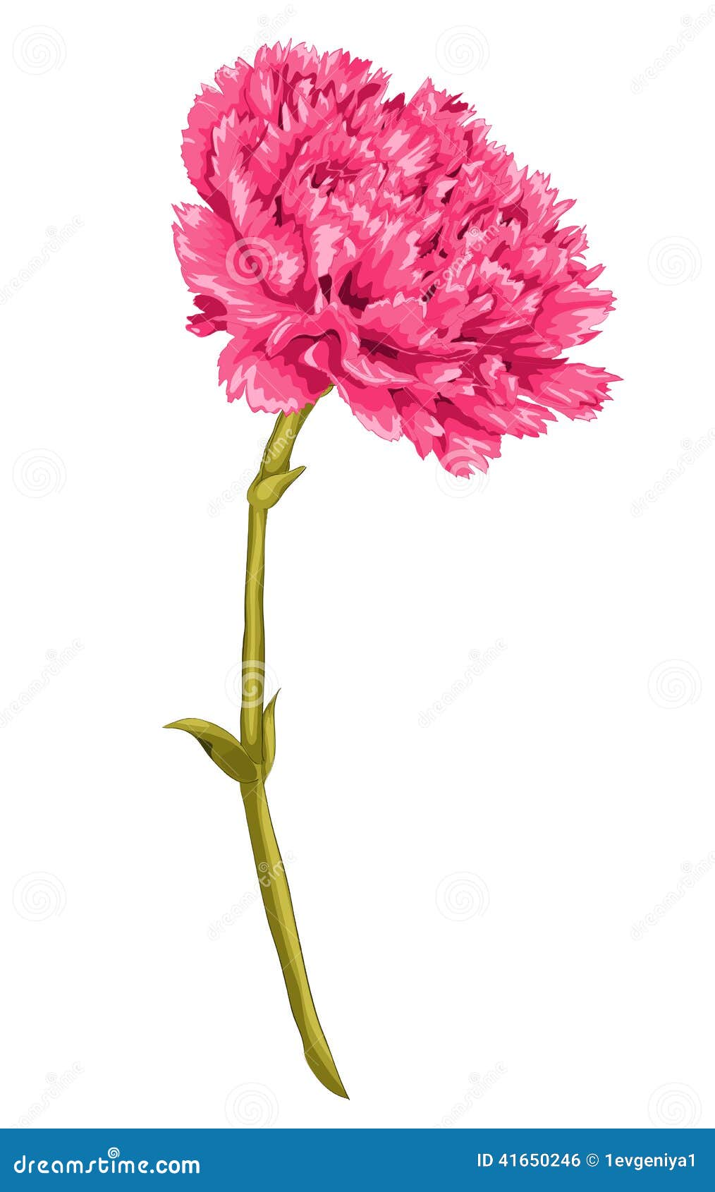 beautiful pink carnation effect watercolor drawing isolated white background hand drawn effect drawing i 41650246