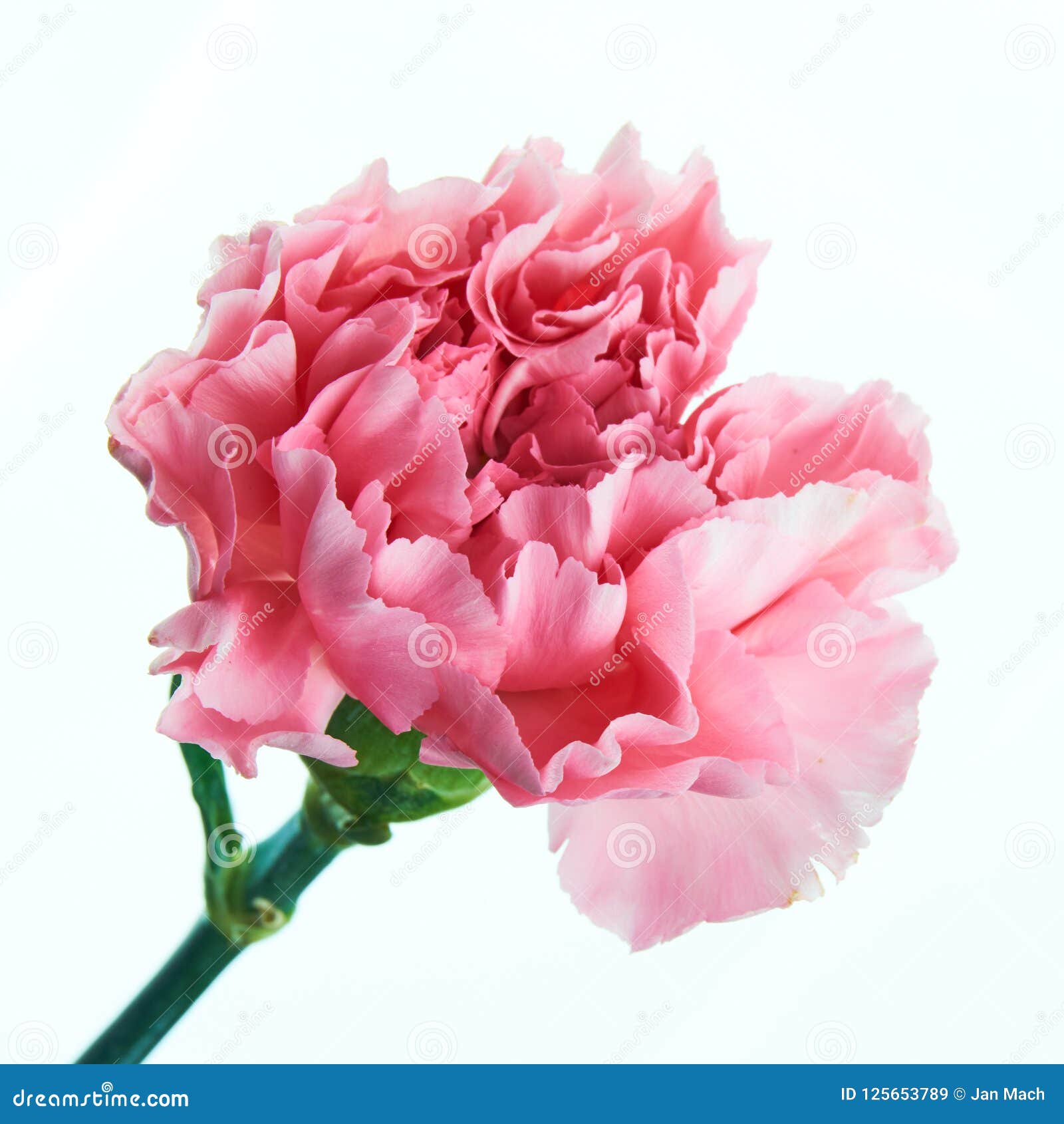 Beautiful Pink Carnation Flower with Stem Stock Image Image of flora