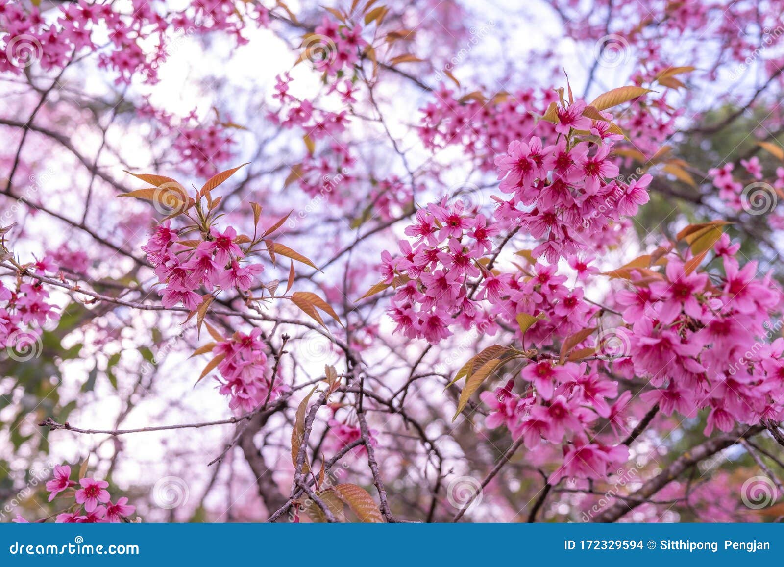 The Beautiful Pink Cherry Blossom Flower On The Tree In Winter Season