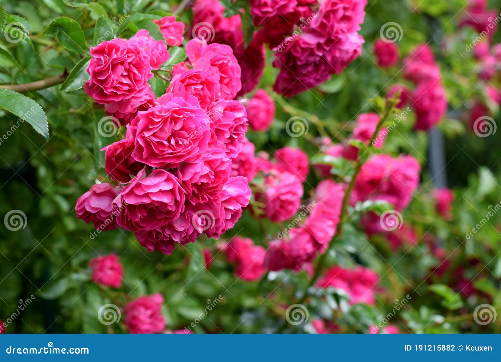 Beautiful Pink Climbing Rose Stock Photo - Image of botany, bloom ...