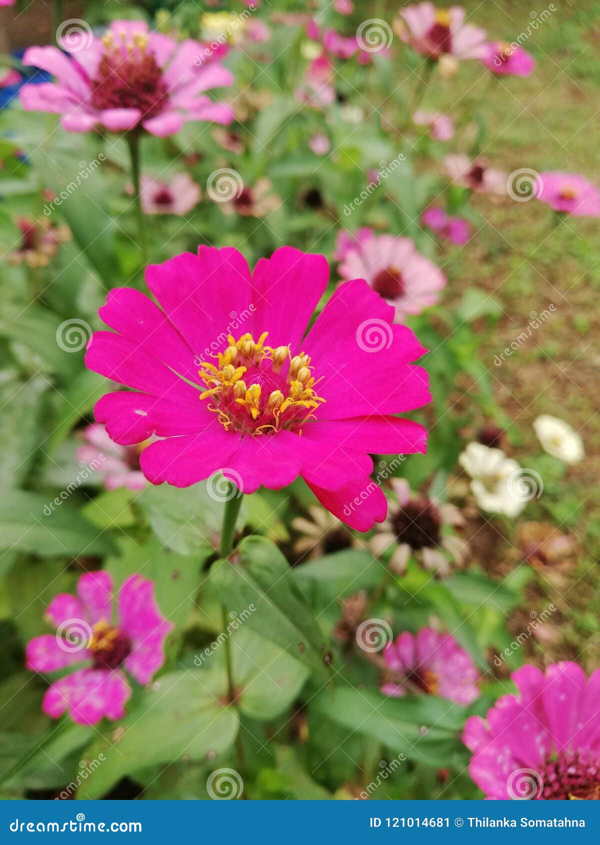 List 104+ Images pink flower with lots of petals Excellent
