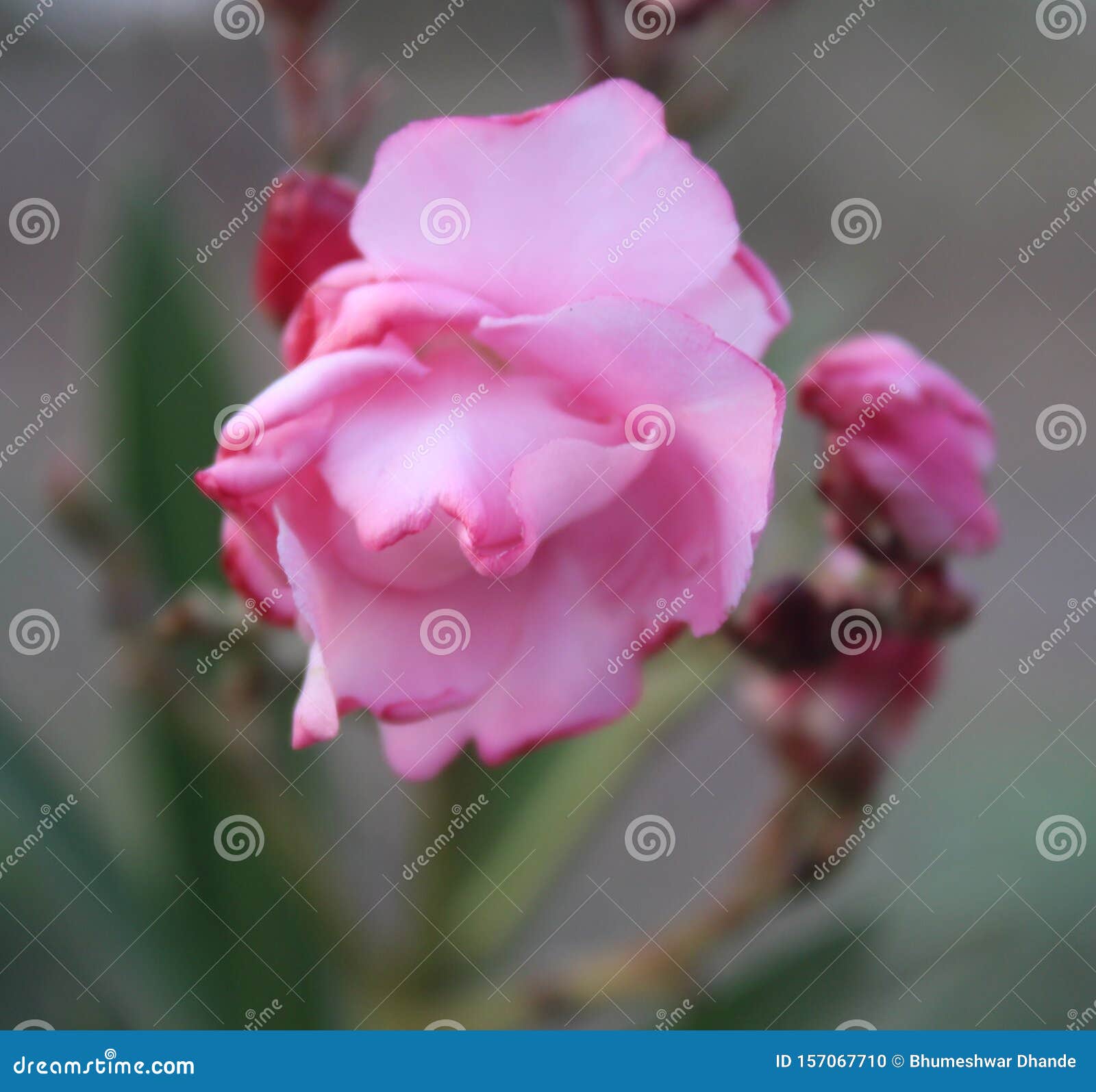 Beautiful Pink Colour Flower Wallpaper Stock Photo - Image of beautiful, showing: 157067710 Beautiful Pink Colour Flower Wallpaper Stock Photo - Image of beautiful, showing: 157067710