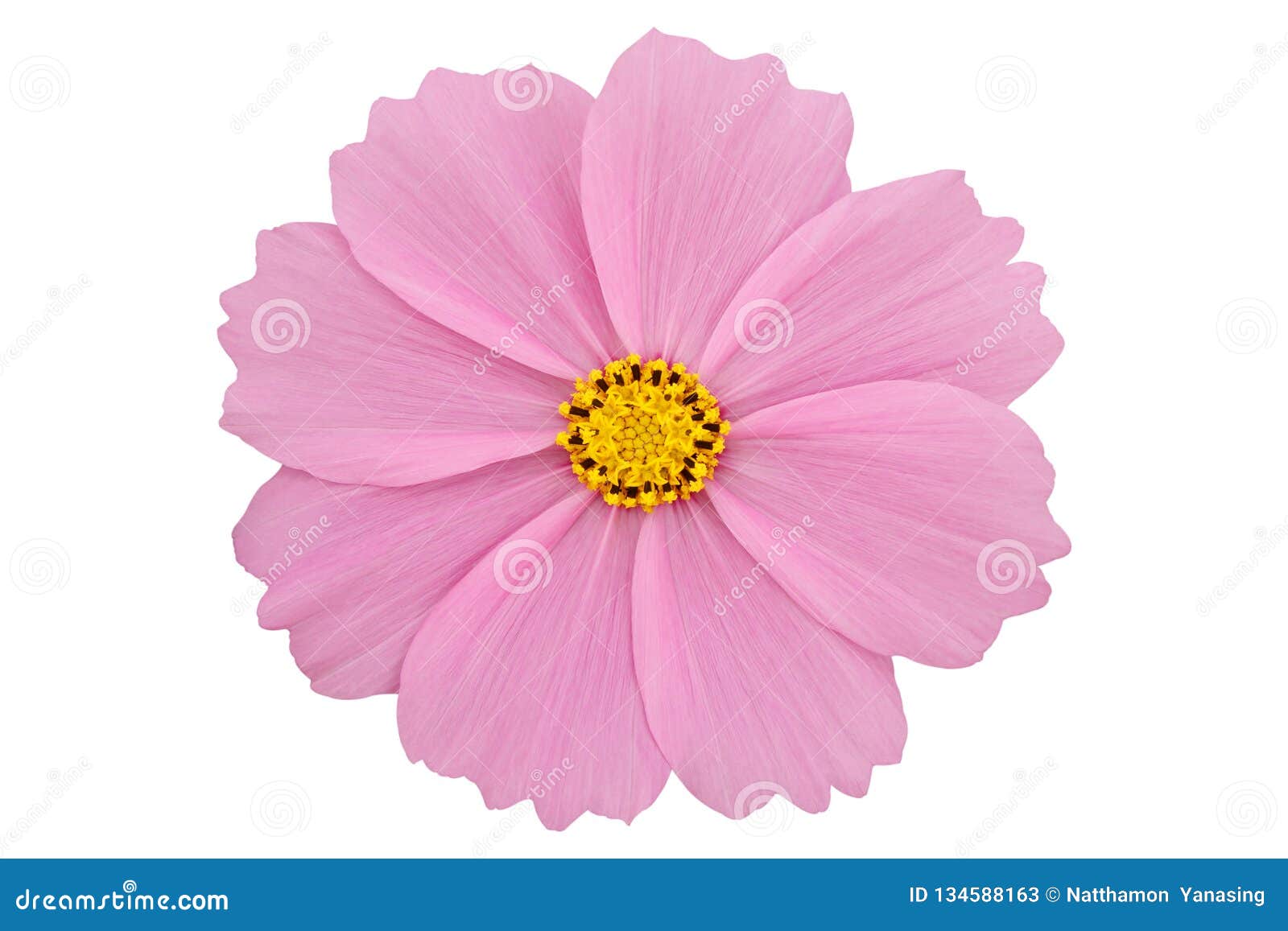beautiful pink cosmos flower  on white background with clipping path
