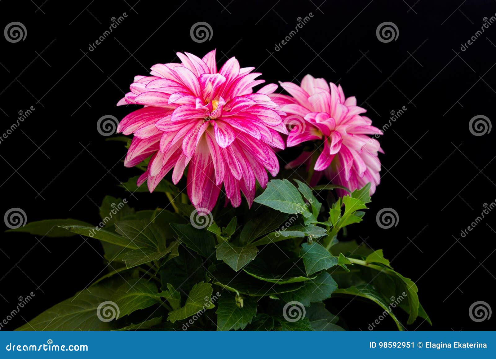 Beautiful Pink Dahlia on a Black Background Stock Image - Image of ...