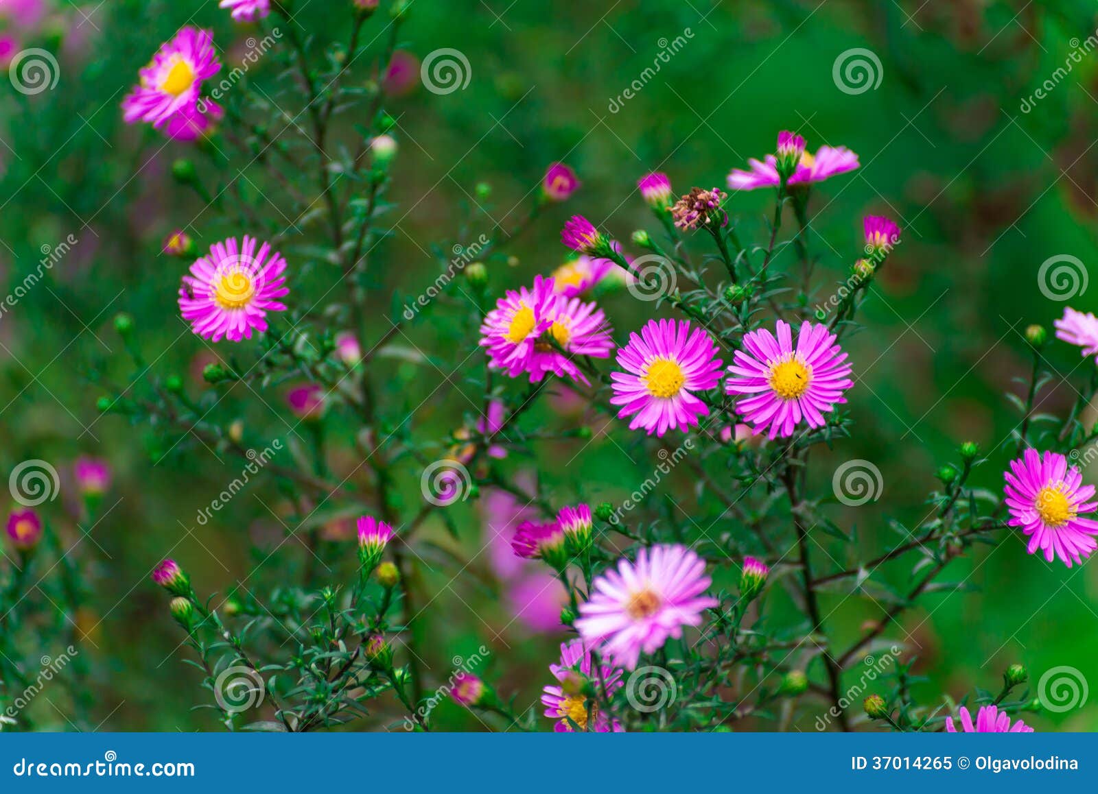 Beautiful Pink Daisies Outdoors Stock Image Image of pink, nature