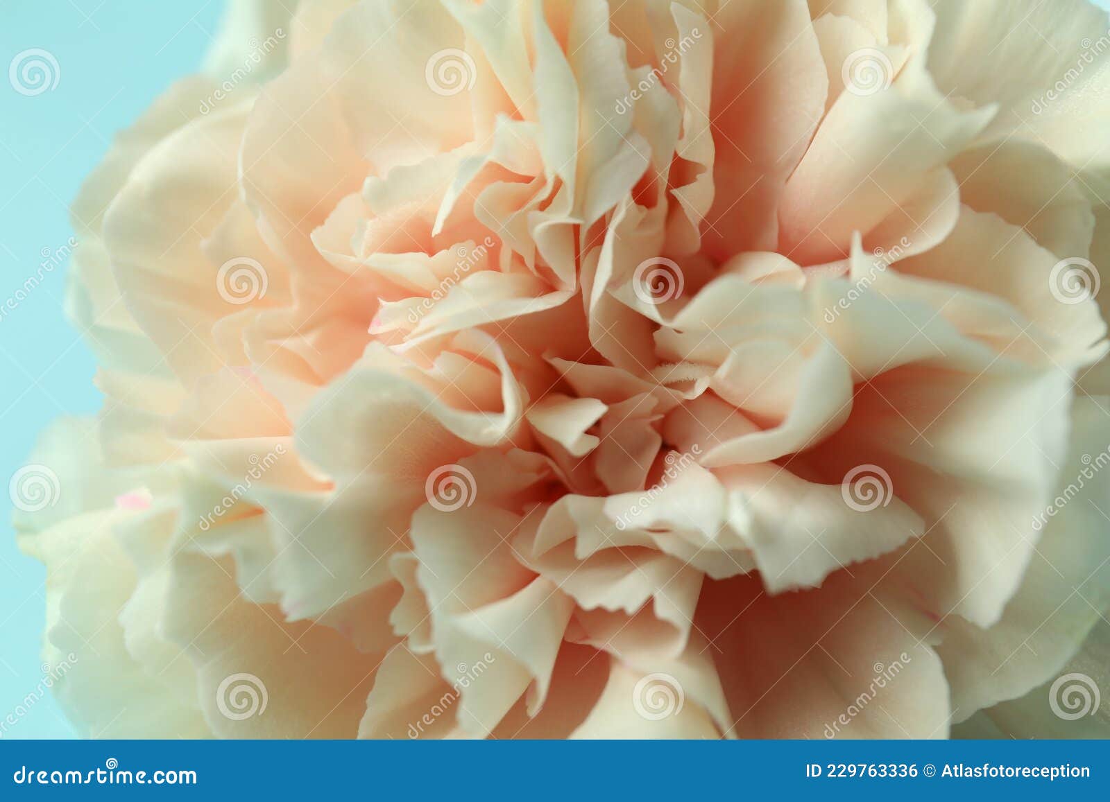 Beautiful Pink Flower on Blue Background, Close Up Stock Photo Image