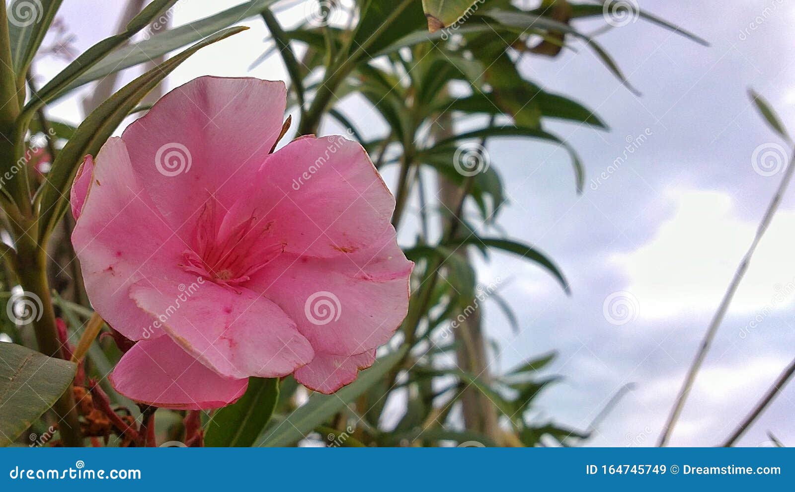 beautiful pink flower - hermosa flor rosa