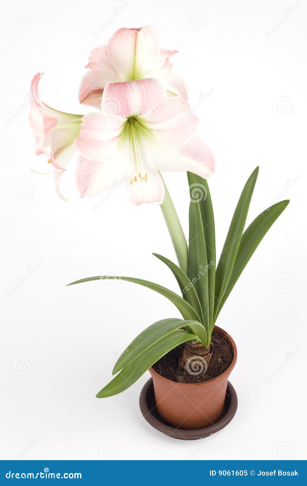 Beautiful Pink Flower In A Pot Stock Image Image of bright, spring