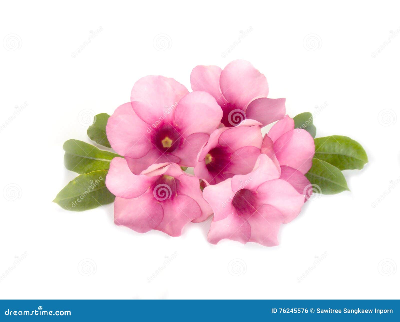 Beautiful Pink Flower on White Background Stock Photo Image of flower